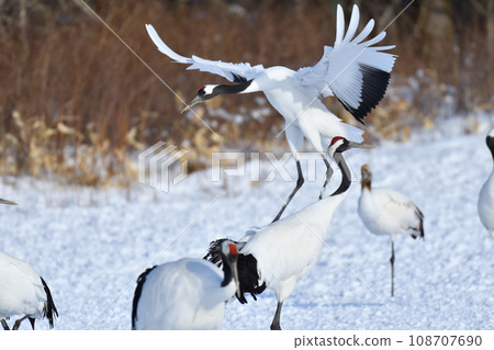 red-crowned crane, fine weather, kushiro, hokkaido red-crowned crane, fine weather, kushiro, hokkaido 108707690