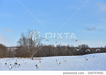 丹頂鶴, 好天氣, 釧路, 北海道 108707692