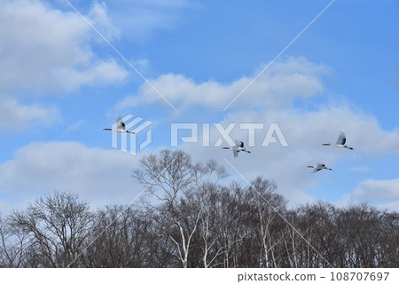 red-crowned crane, fine weather, kushiro, hokkaido red-crowned crane, fine weather, kushiro, hokkaido 108707697