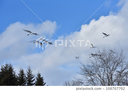 red-crowned crane, fine weather, kushiro, hokkaido 108707702