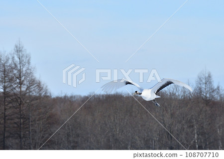 丹頂鶴, 好天氣, 釧路, 北海道 108707710