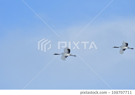 丹頂鶴, 好天氣, 釧路, 北海道 108707711