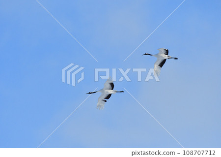red-crowned crane, fine weather, kushiro, hokkaido 108707712