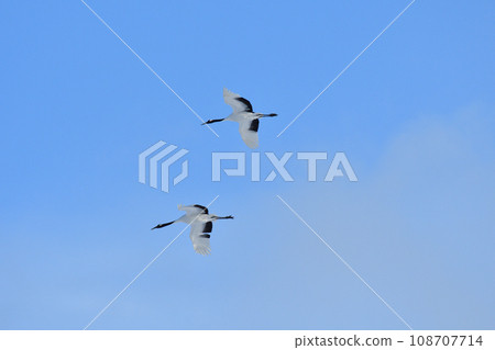 red-crowned crane, fine weather, kushiro, hokkaido red-crowned crane, fine weather, kushiro, hokkaido 108707714