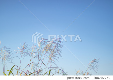 Susuki shining in the blue sky 108707739