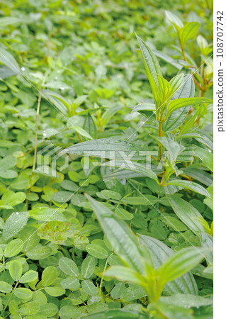 Green leaves background. Green leaves texture. Green leaf texture background Green leaves background. Green leaves texture. Green leaf texture background 108707742
