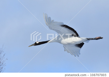 red-crowned crane, fine weather, kushiro, hokkaido 108707803