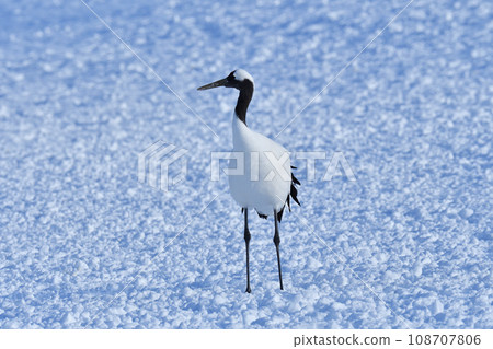 red-crowned crane, fine weather, kushiro, hokkaido red-crowned crane, fine weather, kushiro, hokkaido 108707806