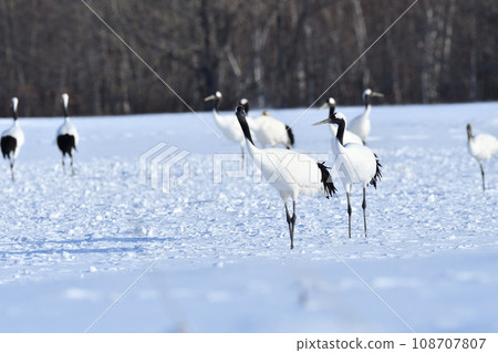 red-crowned crane, fine weather, kushiro, hokkaido 108707807
