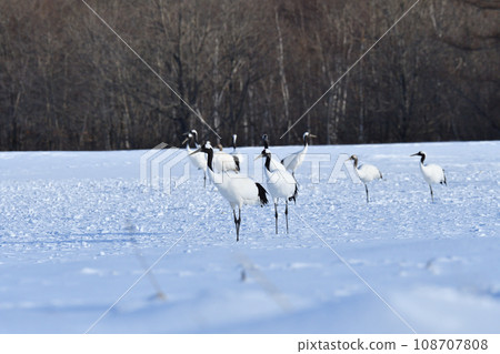 red-crowned crane, fine weather, kushiro, hokkaido 108707808