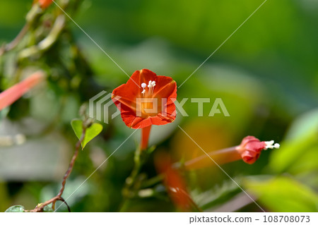 橙紅蔦蘿 108708073