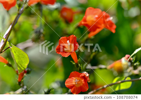 橙紅蔦蘿 橙紅蔦蘿 108708074