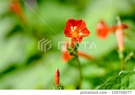 橙紅蔦蘿 橙紅蔦蘿 108708077