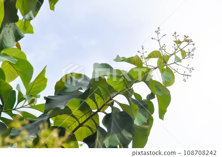 Tectona grandis, Teak or LAMIACEAE or teak plant or teak seed or teak and flower Tectona grandis, Teak or LAMIACEAE or teak plant or teak seed or teak and flower 108708242