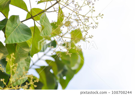 Tectona grandis, Teak or LAMIACEAE or teak plant or teak seed or teak and flower 108708244