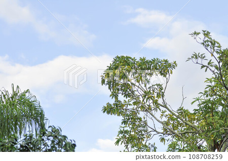 Devil tree, White cheesewood or Devil bark or Dita bark or Black board tree or Alstonia scholaris  or APOCYNACEAE or RAUVOLFIOIDEAE and sky 108708259