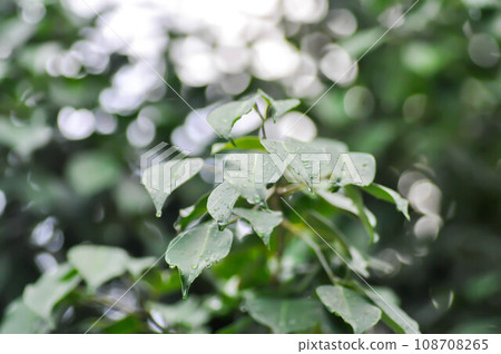 Ficus Benjamina L, Moraceae or Golden Fig or Weeping Fig and rain droplet Ficus Benjamina L, Moraceae or Golden Fig or Weeping Fig and rain droplet 108708265