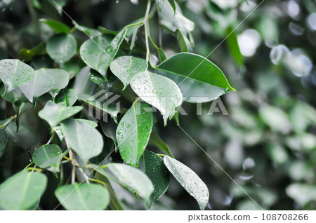 Ficus Benjamina L, Moraceae or Golden Fig or Weeping Fig and rain droplet Ficus Benjamina L, Moraceae or Golden Fig or Weeping Fig and rain droplet 108708266