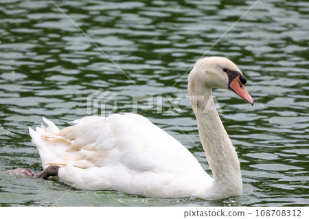 Close up the beautiful White goose in river Close up the beautiful White goose in river 108708312