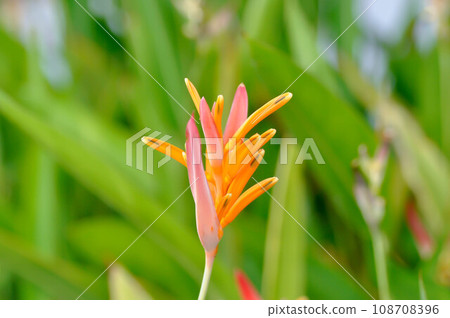 Heliconia psittacorum ,Heliconia or HELICONIACEAE or orange flower Heliconia psittacorum ,Heliconia or HELICONIACEAE or orange flower 108708396