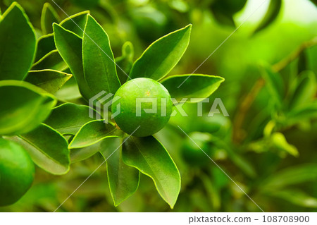 Kumquat - kumquat 108708900