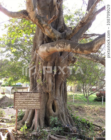 柬埔寨金邊的殺戮場和魔法樹。 108709029