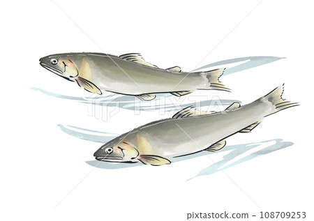 香魚的手繪插圖 香魚的手繪插圖 108709253