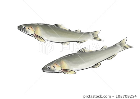 Hand-drawn illustration of sweetfish 108709254