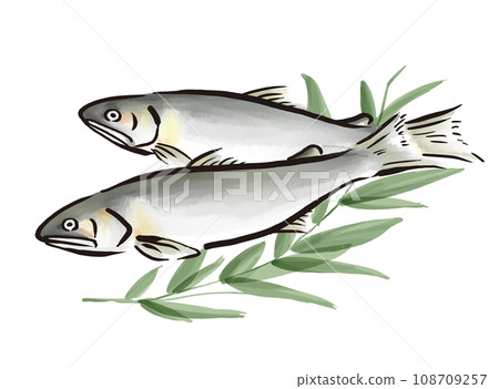 Hand-drawn illustration of sweetfish 108709257
