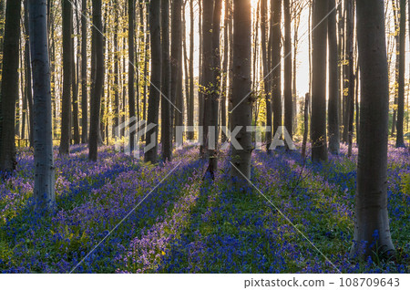Sunrise illuminating bluebells 108709643
