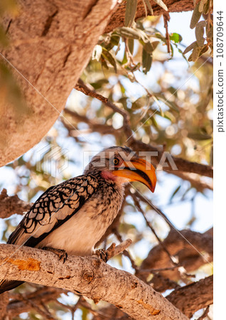 Southern Yellow billed horn bill 108709644