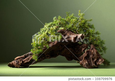Abstract nature scene with a composition of juniper branches and dry snags. Abstract nature scene with a composition of juniper branches and dry snags. 108709976