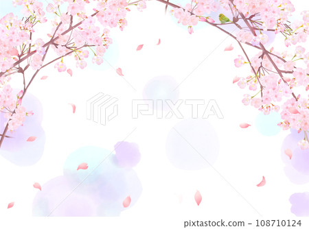 Japanese dace cute light pink cherry blossom flowers and petals spring watercolor white back frame background material illustration 108710124