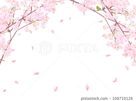 Warbler and cute light pink cherry blossom flowers and petals spring watercolor white back frame background material illustration 108710126