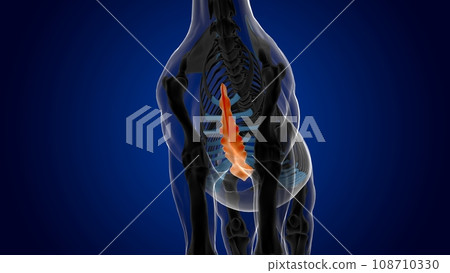 Sternum bone horse skeleton anatomy for medical concept 3D Illustration 108710330