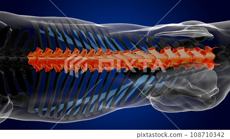 thoracic vertebrae horse skeleton anatomy for medical concept 3D Illustration thoracic vertebrae horse skeleton anatomy for medical concept 3D Illustration 108710342
