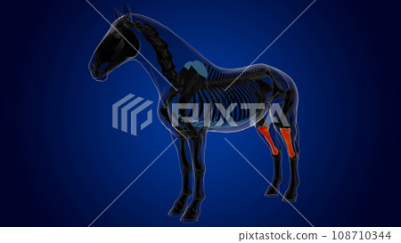 Tibia bone horse skeleton anatomy for medical concept 3D Illustration Tibia bone horse skeleton anatomy for medical concept 3D Illustration 108710344