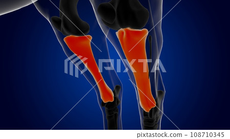 Tibia bone horse skeleton anatomy for medical concept 3D Illustration Tibia bone horse skeleton anatomy for medical concept 3D Illustration 108710345