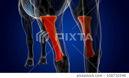 Tibia bone horse skeleton anatomy for medical concept 3D Illustration 108710346