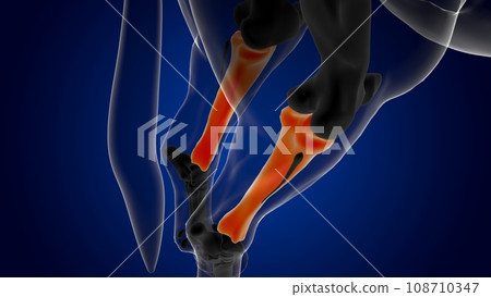Tibia bone horse skeleton anatomy for medical concept 3D Illustration Tibia bone horse skeleton anatomy for medical concept 3D Illustration 108710347