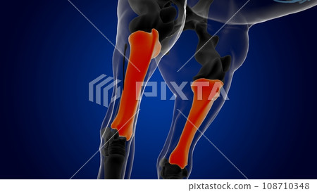 Tibia bone horse skeleton anatomy for medical concept 3D Illustration 108710348
