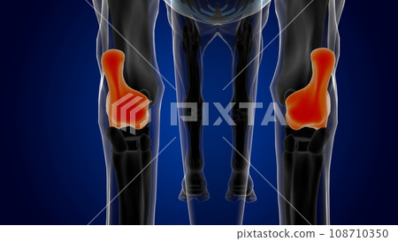 Calcaneus bone horse skeleton anatomy for medical concept 3D Illustration Calcaneus bone horse skeleton anatomy for medical concept 3D Illustration 108710350