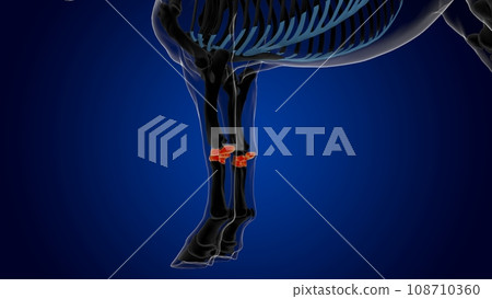 carpal bone horse skeleton anatomy for medical concept 3D Illustration carpal bone horse skeleton anatomy for medical concept 3D Illustration 108710360