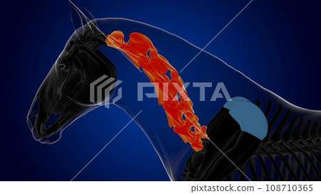 Cervical vertebrae horse skeleton anatomy for medical concept 3D Illustration 108710365