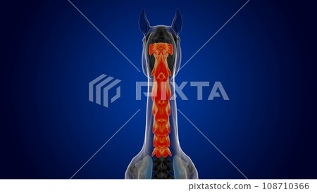 Cervical vertebrae horse skeleton anatomy for medical concept 3D Illustration 108710366
