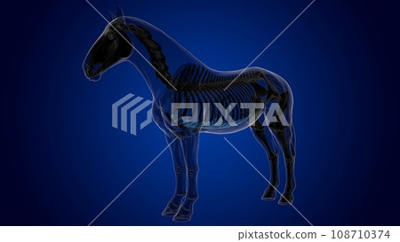 costal cartilage horse skeleton anatomy for medical concept 3D Illustration costal cartilage horse skeleton anatomy for medical concept 3D Illustration 108710374