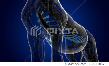costal cartilage horse skeleton anatomy for medical concept 3D Illustration costal cartilage horse skeleton anatomy for medical concept 3D Illustration 108710378