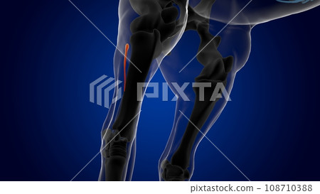 Fibula bone horse skeleton anatomy for medical concept 3D Illustration Fibula bone horse skeleton anatomy for medical concept 3D Illustration 108710388