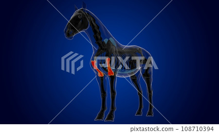 humerus bone horse skeleton anatomy for medical concept 3D Illustration humerus bone horse skeleton anatomy for medical concept 3D Illustration 108710394