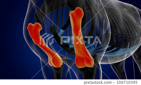 humerus bone horse skeleton anatomy for medical concept 3D Illustration 108710395